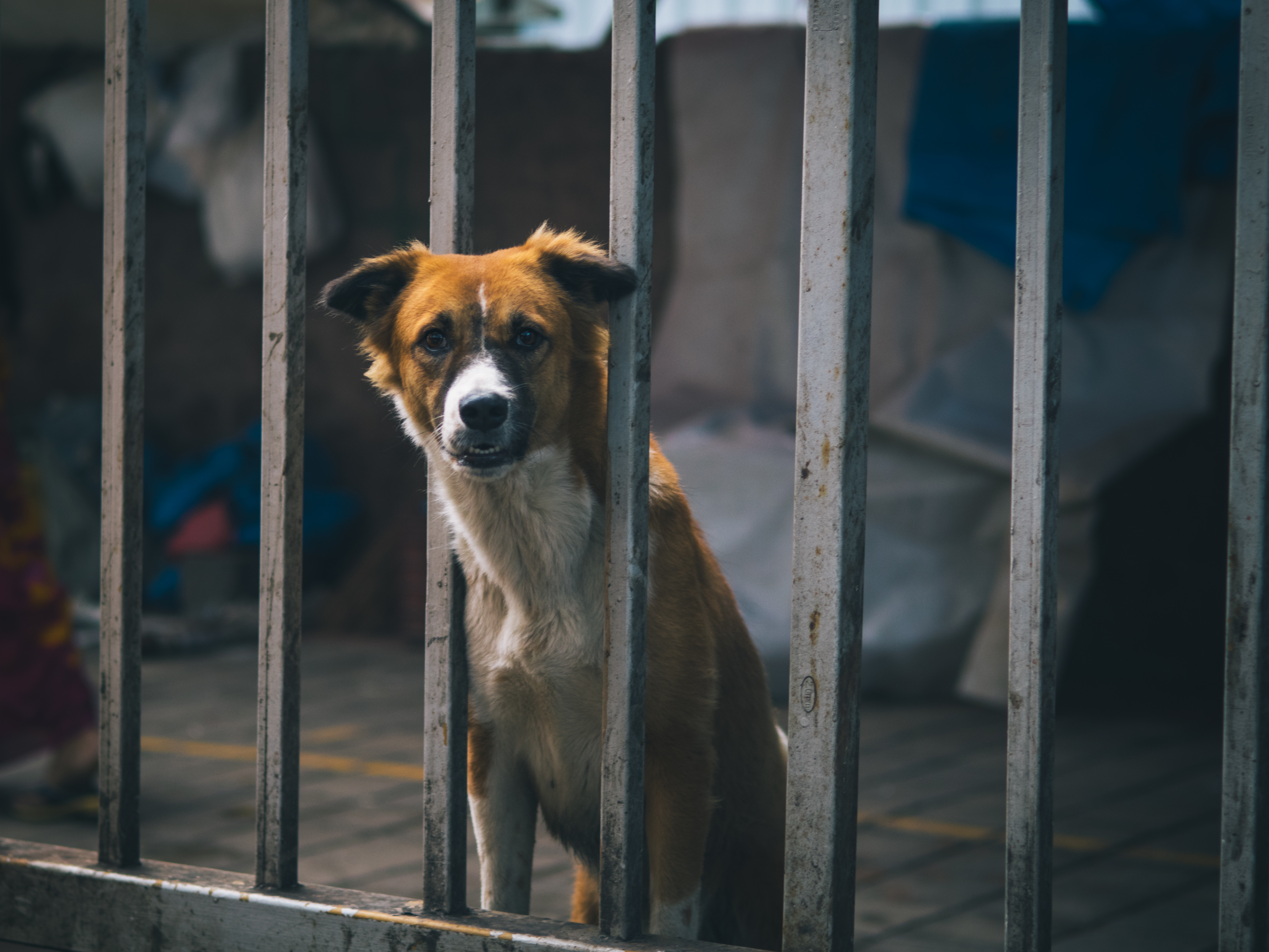 cute dog at KR market
